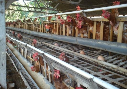 Upaya Kementerian Pertanian Jaga Stabilitas Ketersediaan  Daging Dan Telur Ayam Menjelang Bulan Puasa